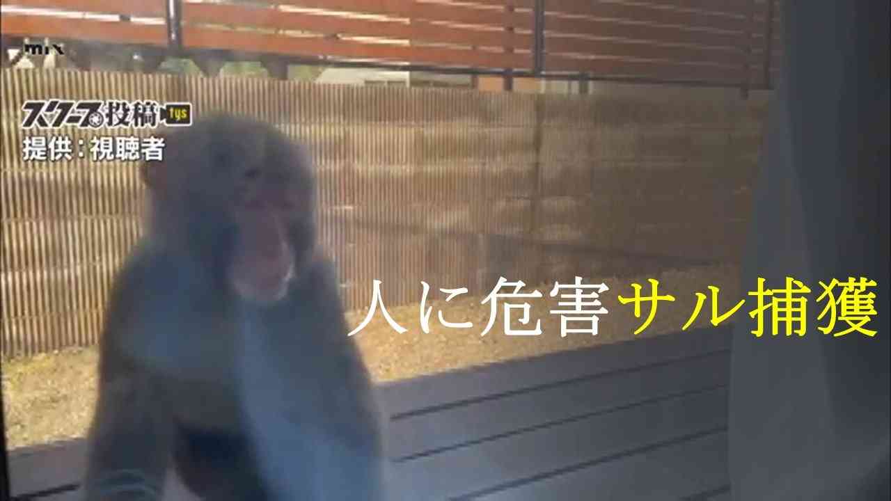 58人襲われた山口市小郡地域でサル捕獲、殺処分に 捕獲後6人が被害、別サル捜索続く | TBS NEWS DIG