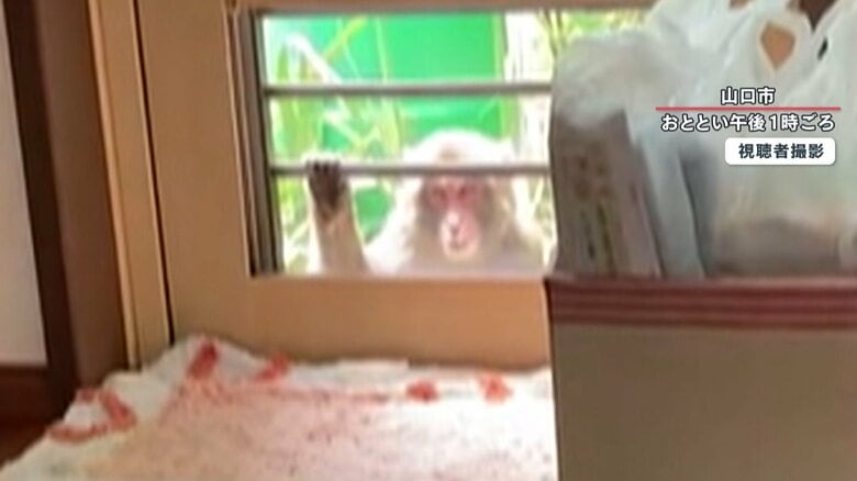 “狂暴サル” 網戸開け家に侵入…赤ちゃんの足をひっかき引きずる　被害者は39人