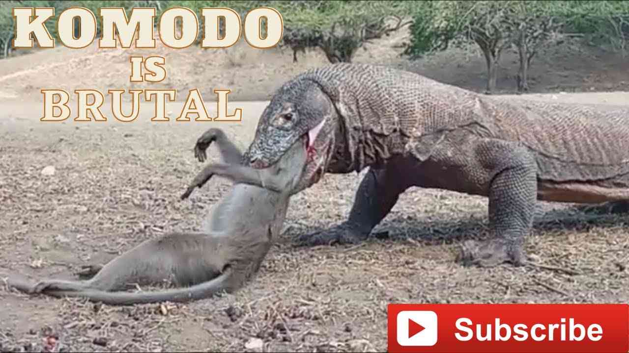 Komodo Dragon Cruelly Swallowed Monkey Alive - YouTube