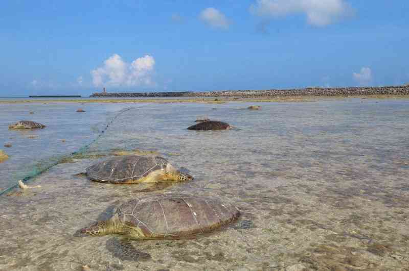 瀕死のウミガメ30匹以上見つかる 首に刺された痕 沖縄・久米島