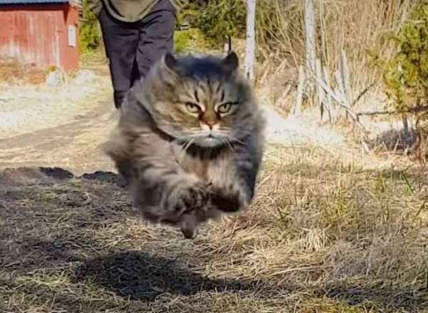 弾丸キャット、お父さんとかけっこ競争で12年間負け知らず