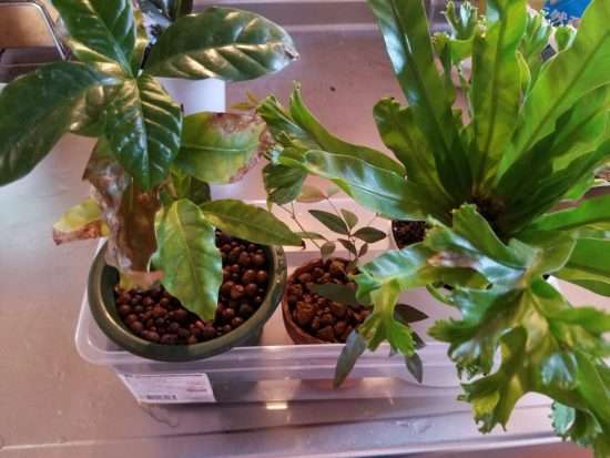 植物のお留守番｜自動給水器なしでお留守番させるワザ