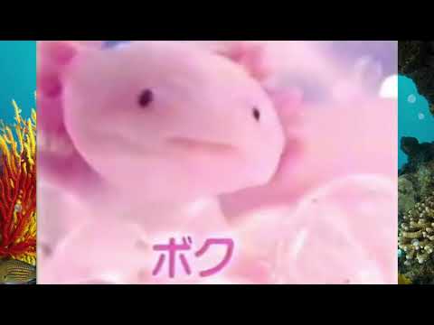 ウーパールーパー／U.F.O.BAND「愛の使者U.F.O.BAND」 - YouTube