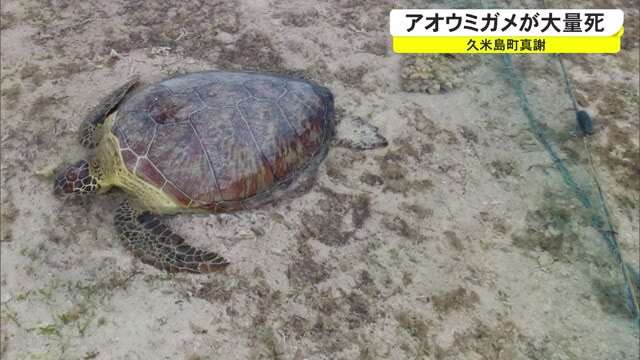ウミガメ数十匹死ぬ　漁業被害で駆除することも | OKITIVE
