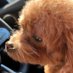 DR. DOGGIE on Twitter: 