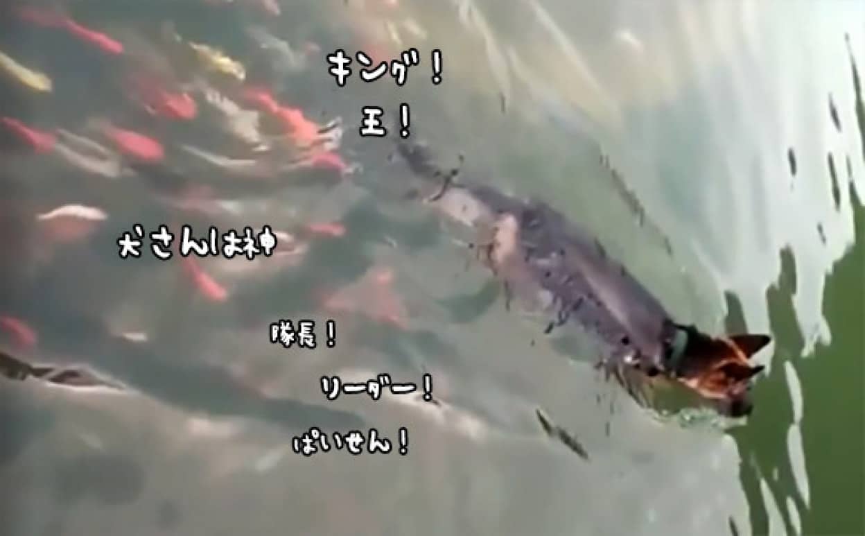 【納涼】泳いでる画像ください