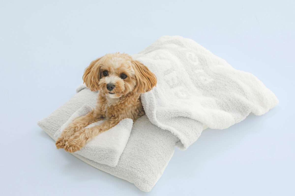 「ジェラート ピケ」が初の犬猫用アイテム発売！　もこもこウェア＆ハウスが8月10日デビュー