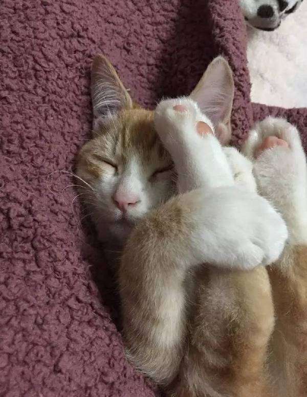 猫との生活で気をつけること