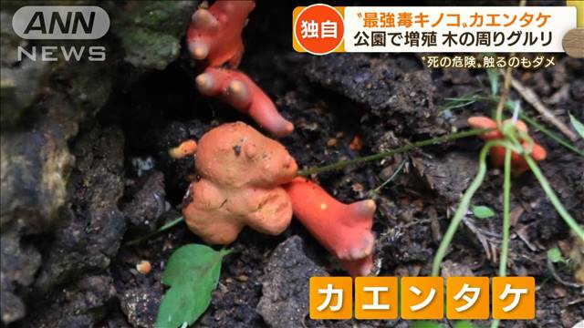 独自 最強毒キノコ 公園で増殖 死の危険 触るのもng 発見場所に 共通点 ガールズちゃんねる Girls Channel 独自 最強毒キノコ 公園で増殖 死の危険 触るのもng 発見場所に 共通点 ガールズちゃんねる Girls Channel