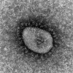 「感染力60倍」がついに日本流入！第7波どころじゃない新変異株「ケンタウロス」がヤバすぎる (2022年7月21日) - エキサイトニュース