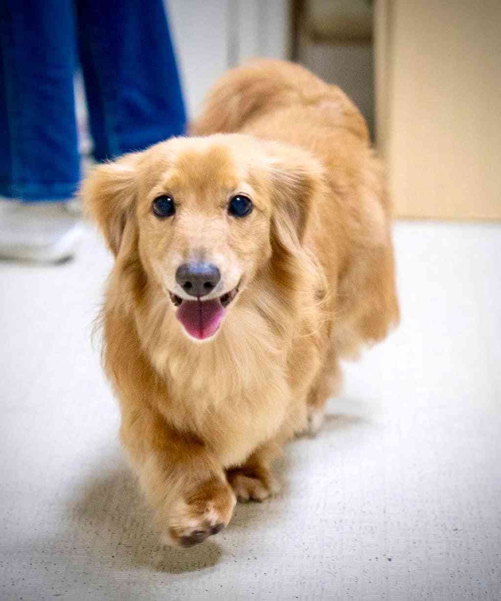 保護犬のロンちゃんを引き取りした安倍元総理！！ | goens