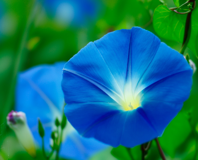 【朝顔】アサガオが好き