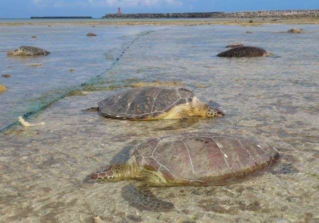 「増えすぎて獣害」「網破る」…久米島のウミガメ殺傷、保護と漁のはざまで揺れる漁業者 - 琉球新報デジタル｜沖縄のニュース速報・情報サイト