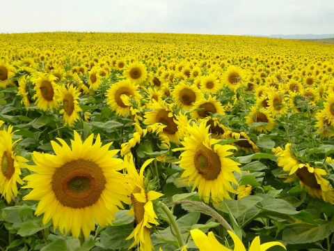 「ウェイティング・フォー・ブロッサムズ」中村由利子.wmv - YouTube