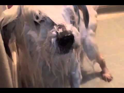 関西弁をしゃべる犬www - YouTube