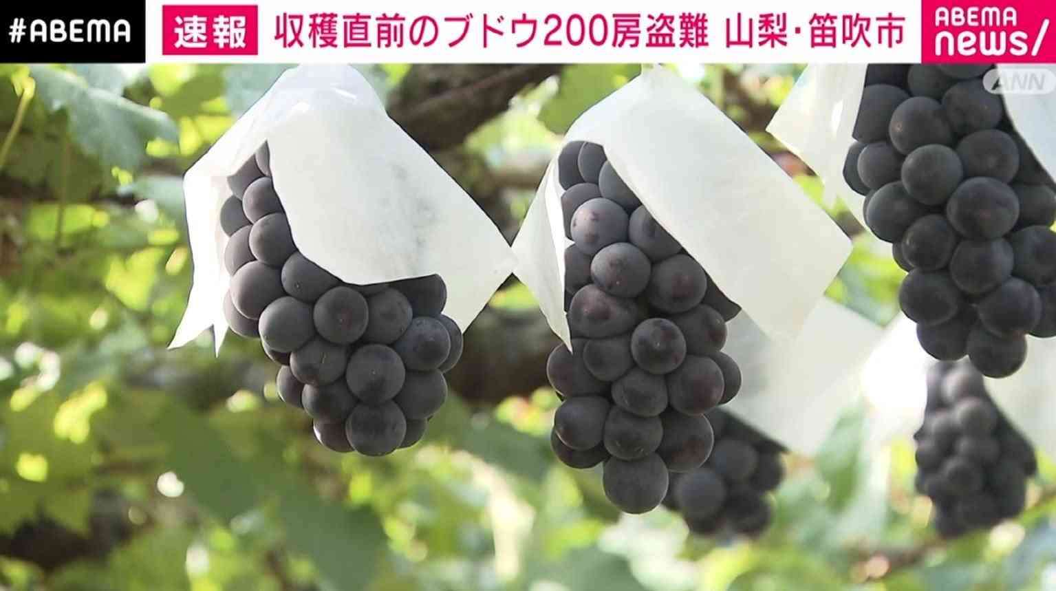 収穫前のブドウ約200房が盗難被害に「なんでそんなことをするんだという思い」 山梨・笛吹市
