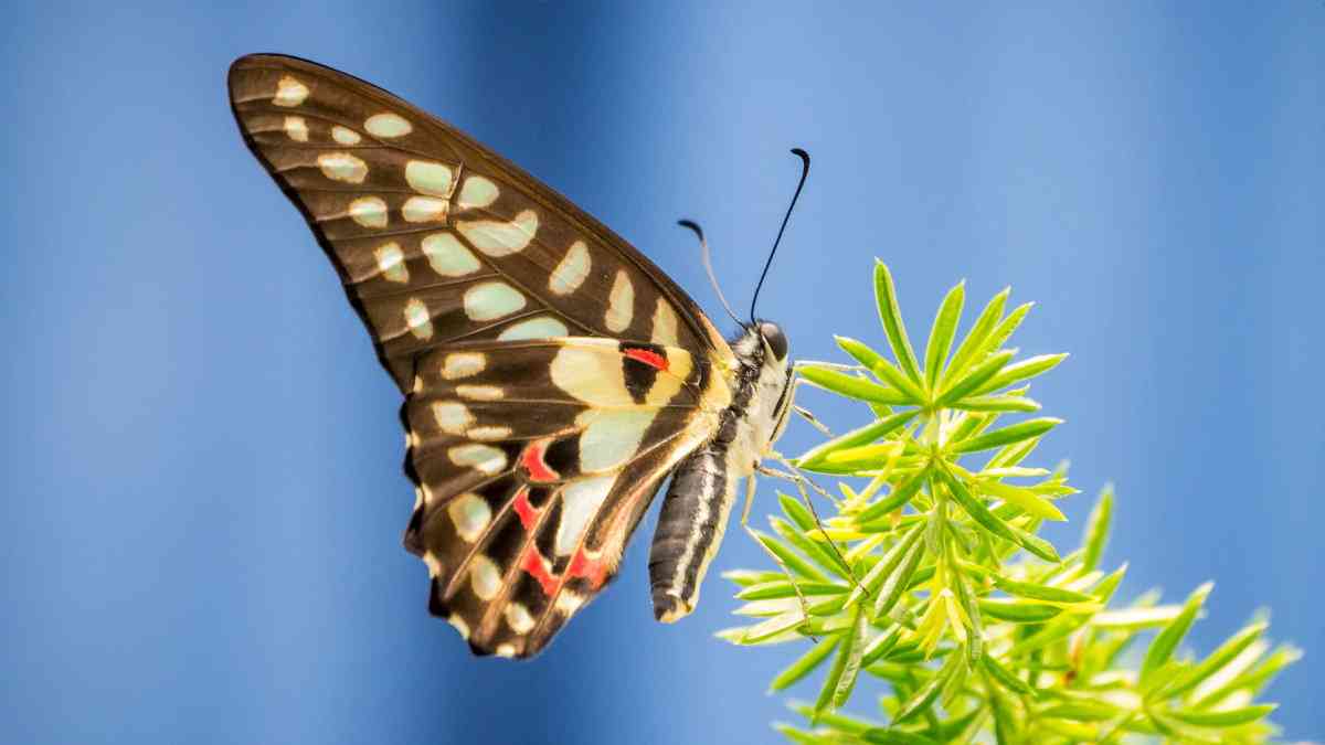 昆虫が「痛み」を感じている可能性があるという研究結果 - GIGAZINE