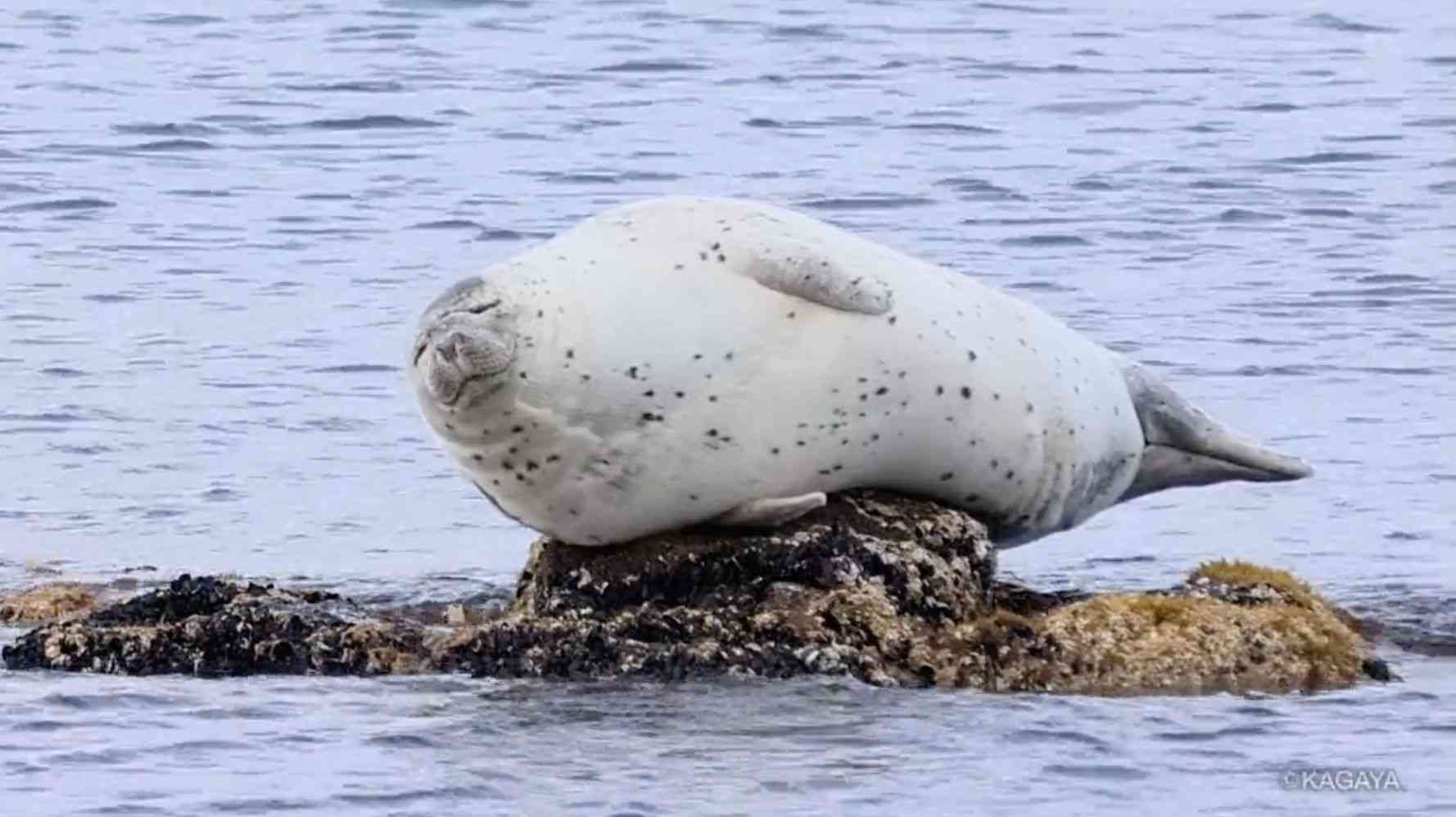 「この可愛さ、半端ない！」小さすぎる岩で昼寝するアザラシの動画に癒やされる人が続出 | ハフポスト NEWS