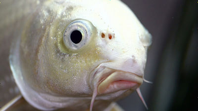 「魚も痛みを感じている」という見方が研究者の間でも広がりを見せている - GIGAZINE