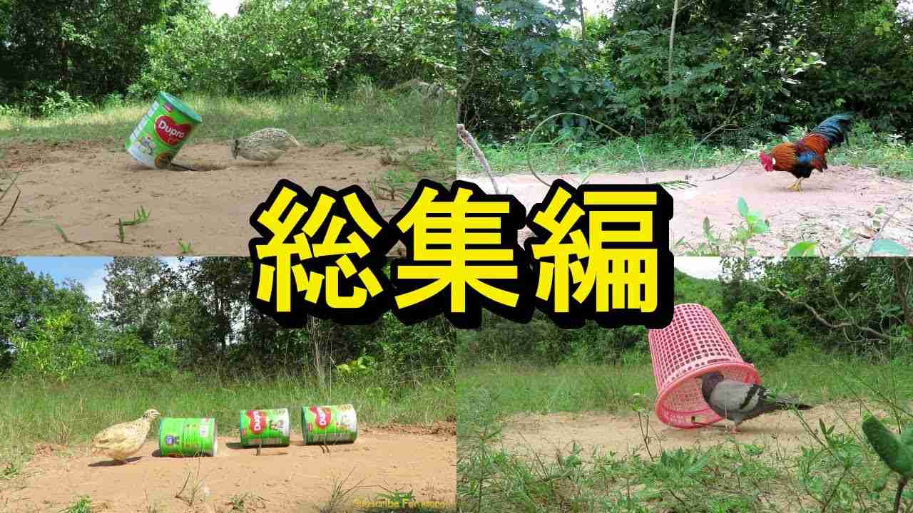 罠にかかるシーンを厳選！！30種類の罠と鳥たちの名演技をお楽しみください?? - YouTube