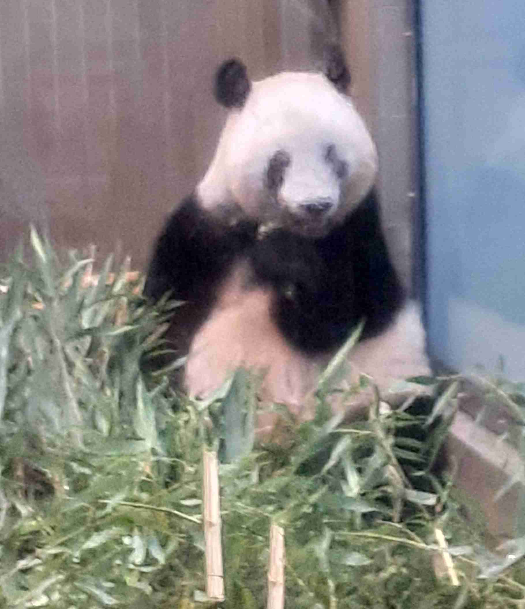 自分で撮ったちょっと残念な写りの写真を貼るトピ