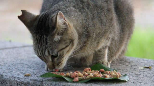 猫の殺処分は犬の約5倍、6割は子猫という悲劇 背景にある無責任な餌やり