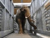 象がストレスを感じることなく楽に体重を測る方法とは？ - メトラー･トレド