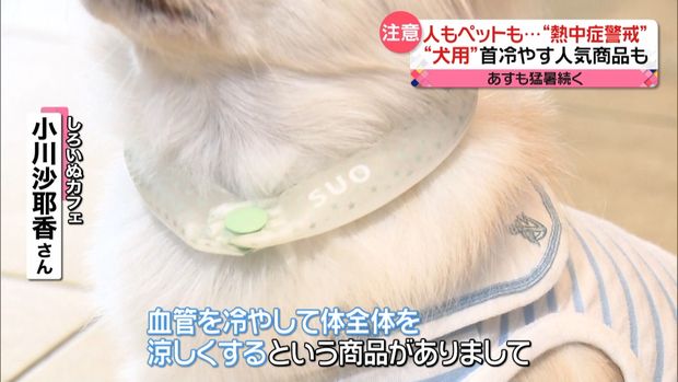 33府県に“熱中症警戒アラート”　獣医師「わんちゃん・ねこちゃんの熱中症は致死率が高い病気」　ペットも警戒を… - ライブドアニュース