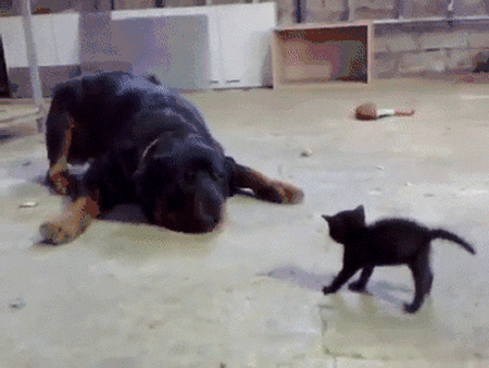 喧嘩してる動物たち