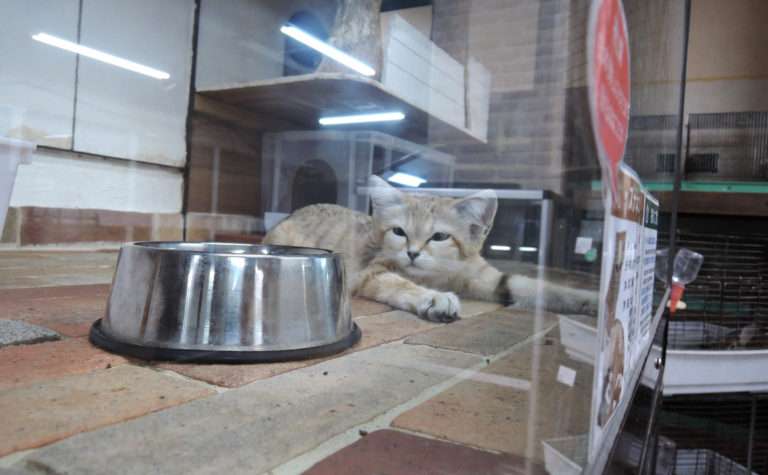 珍しい動物を殺すのは誰か。偽造の衛生証明書による輸入でスナネコの殺処分が行われていた│PEACE 命の搾取ではなく尊厳を