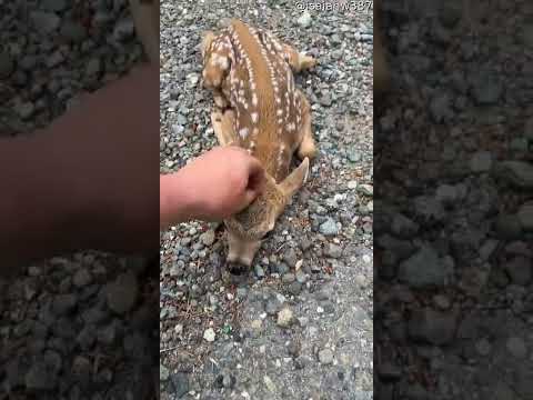 Friendly Fawn Comes By For Head Scratches || ViralHog - YouTube