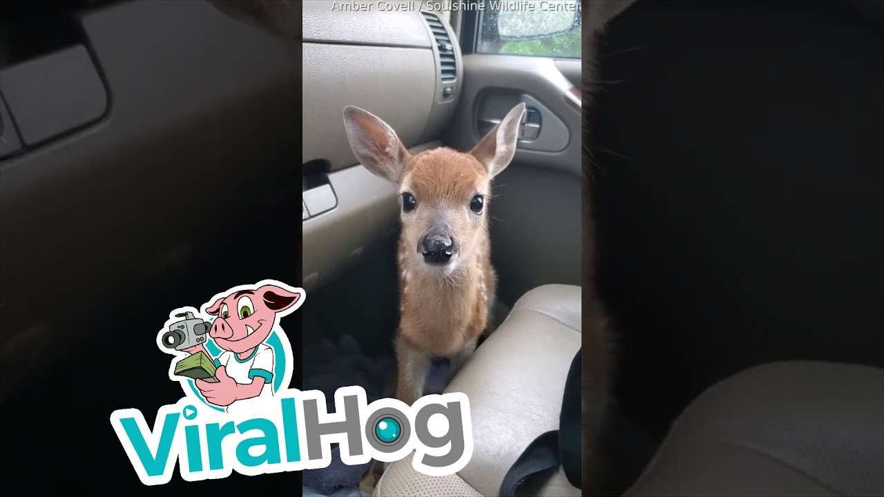 Fawn Bleats After Being Rescued || ViralHog - YouTube