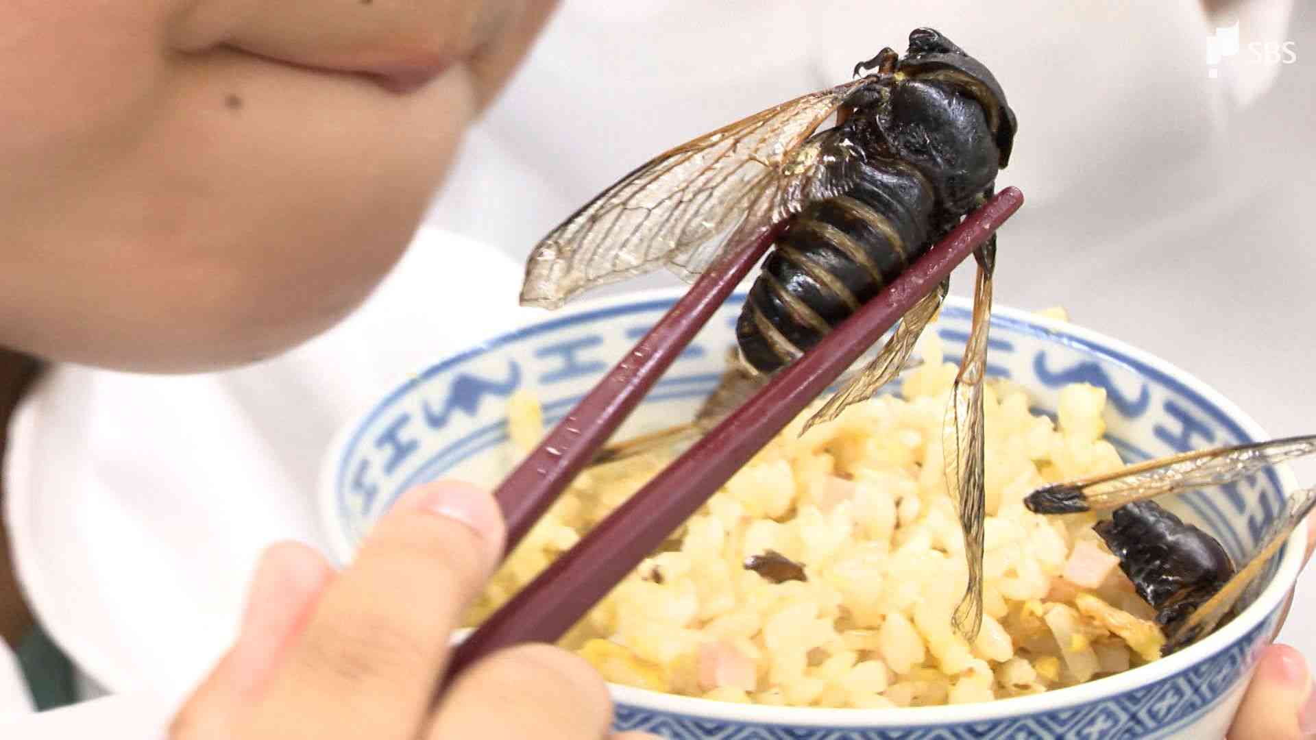 「シンプルにおいしかった」子どももびっくり　食糧難時代の“救世主”⁉セミを食べてみた | SBS NEWS | 静岡放送 | 静岡県内ニュース・天気