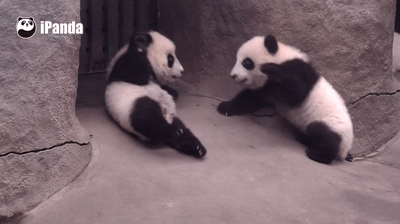 喧嘩してる動物たち