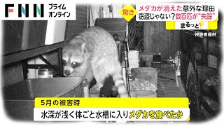 メダカが消えた意外な理由 窃盗じゃない? 数百匹が“失踪”