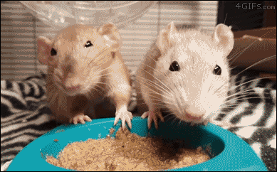 喧嘩してる動物たち