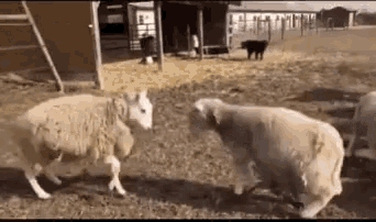 喧嘩してる動物たち