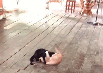 喧嘩してる動物たち
