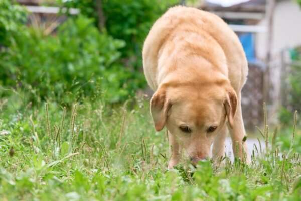 隣家の飼い犬が2頭連続で「ガリガリに痩せて死んでいく……」 虐待に心を痛めた女性の回想 | キャリコネニュース