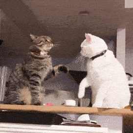 喧嘩してる動物たち