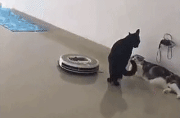 喧嘩してる動物たち