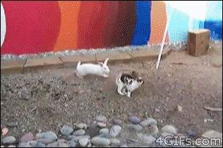 喧嘩してる動物たち