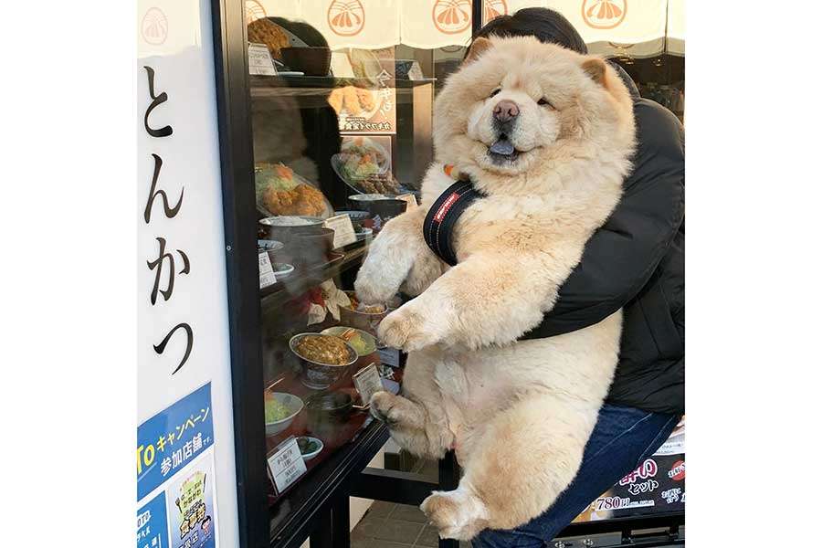 ド迫力ボディで買い物カートを占領 チャウチャウ犬に4万人驚愕 「絶対ぬいぐるみだと」
