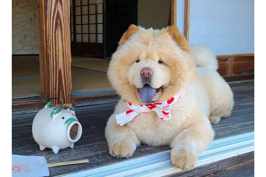 ド迫力ボディで買い物カートを占領 チャウチャウ犬に4万人驚愕 「絶対ぬいぐるみだと」