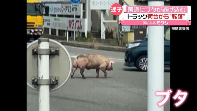 トラック荷台から“転落”…国道にブタが逃げ込む　捕獲後に死亡