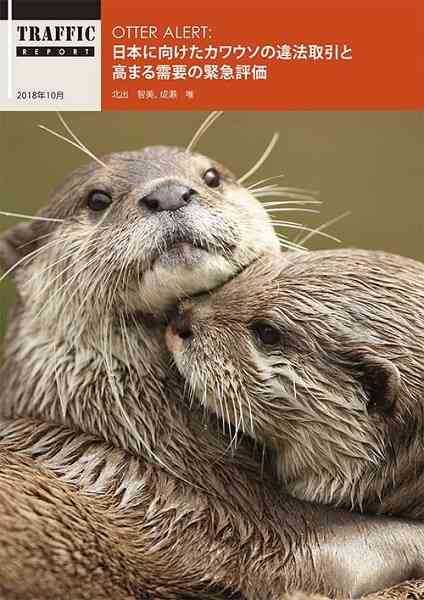 空前のカワウソブーム受け自然保護団体が警鐘　「密輸された個体が販売されている可能性。そもそもペットに向かない。購入控えて」