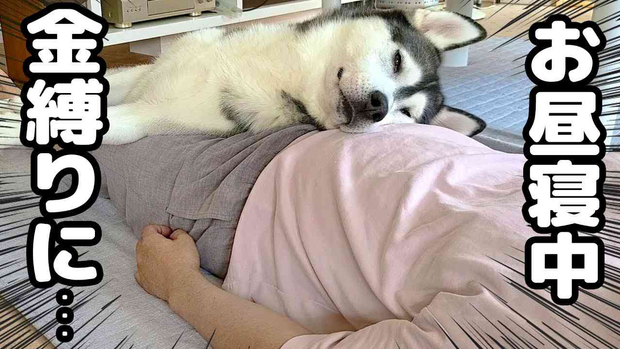 お昼寝中に金縛りで動かないと思ったらハスキー犬達と猫が乗ってた…笑 - YouTube