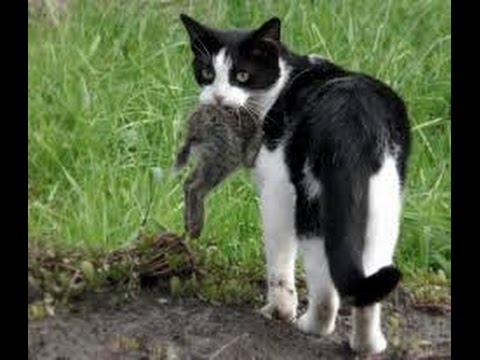 【トリビア 神回】”お魚くわえたドラ猫”は 最大何Kgまでくわえられる？ - YouTube