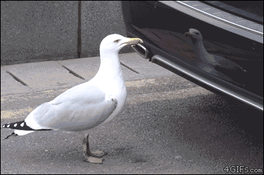喧嘩してる動物たち