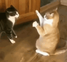 喧嘩してる動物たち